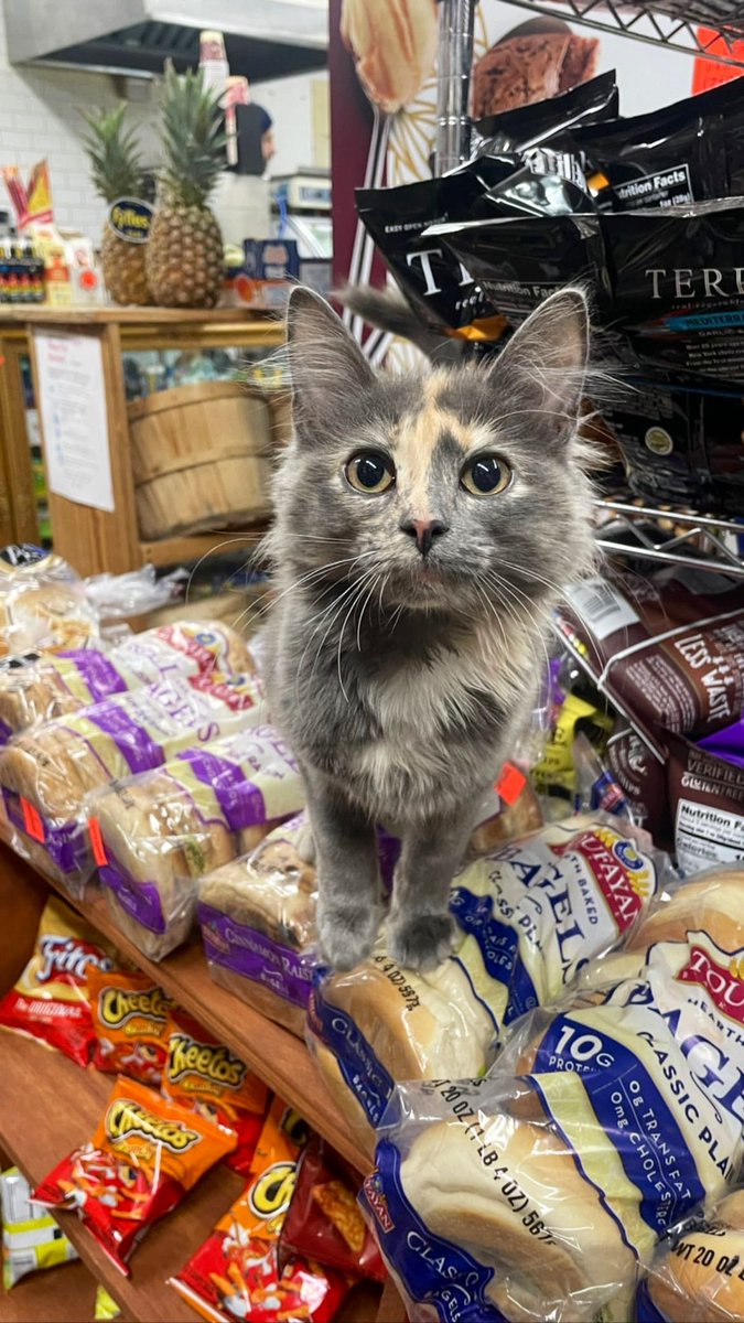 Bodegacats_'s tweet photo. https://t.co/UpfdVTJNOt