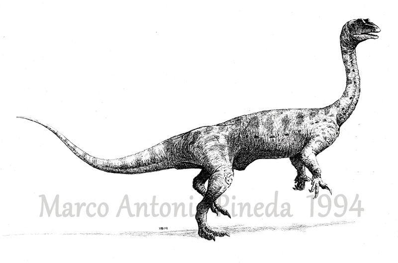 bioimagenmap's tweet photo. Semana de #dinosaurios.
Esta semana publicaré algunas
#ilustraciones de mis primeros años, algunas siguen vigentes, pero otras requieren actualización para mantener congruencia con el pensamiento científico actual
"#Anchisaurus". 1994
#Grafito
Colección privada https://t.co/yKleN3CFop