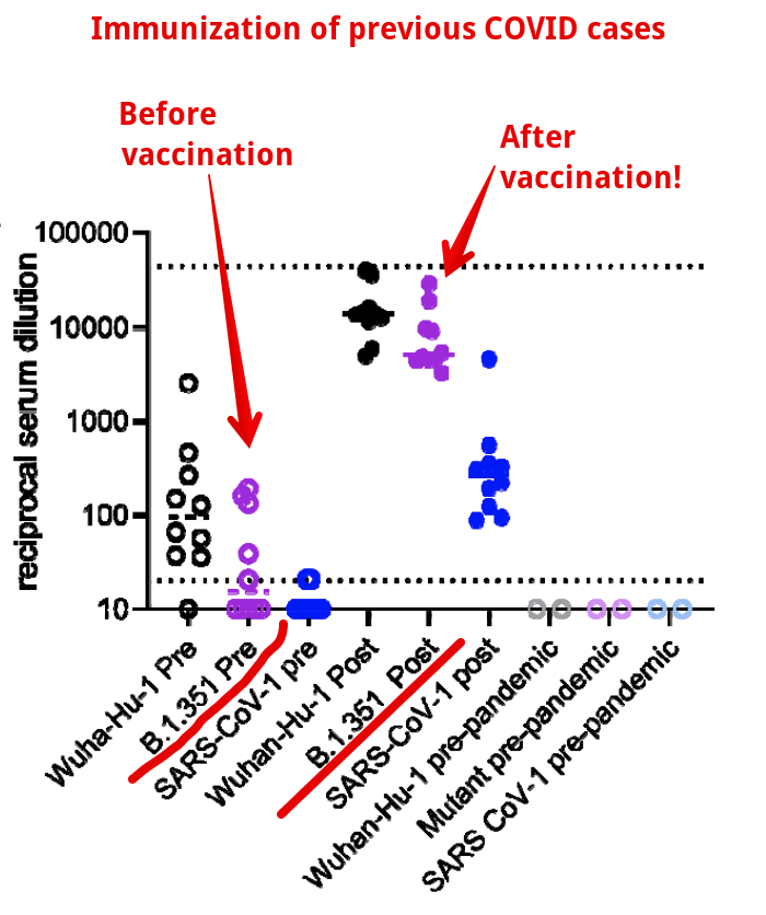 But, they also find that the immunized people now also make excellent neutralizing antibody responses to the South Africa variant! (B1351)A massive jump in neutralizing antibodies.