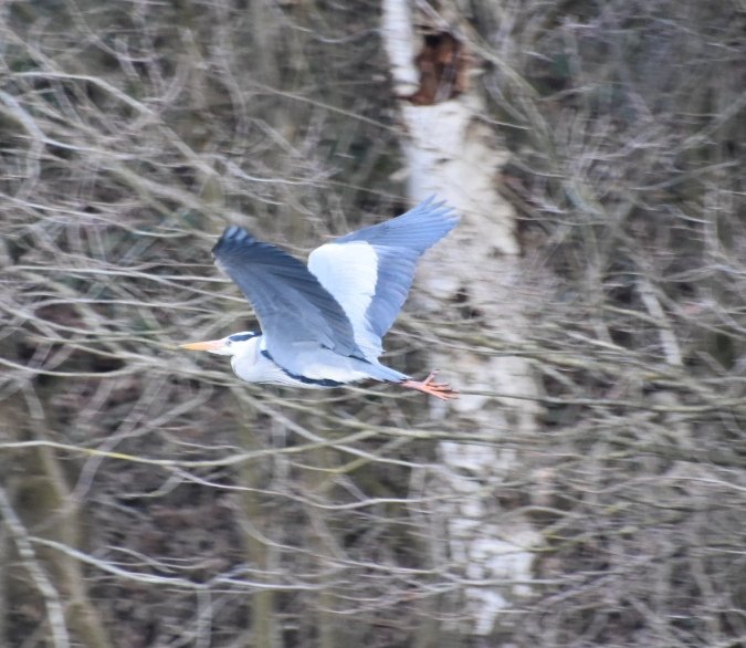 LisaL1977's tweet photo. Heron flyby at Newbridge Locks Cheshire ❤️ https://t.co/huHsoCiyWp