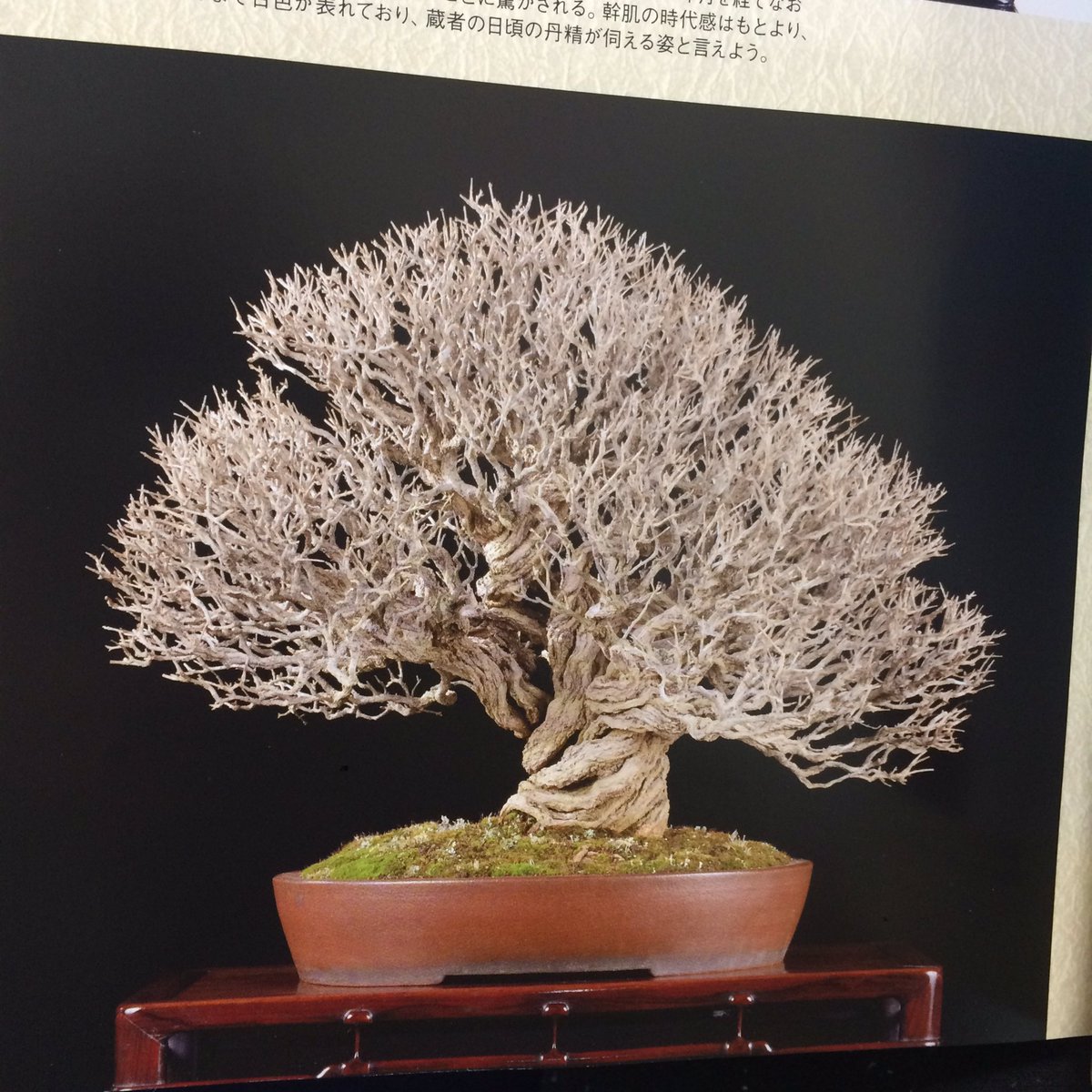Art Of Bonsai 盆栽 Addaartid Twitter