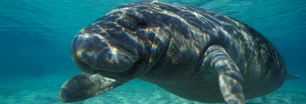 MidwestScuba's tweet photo. Last Minute Opening for Florida Springs! February 11 - 16, 2021 - https://t.co/uGNduOfNww https://t.co/Sd8EZ1V1b6