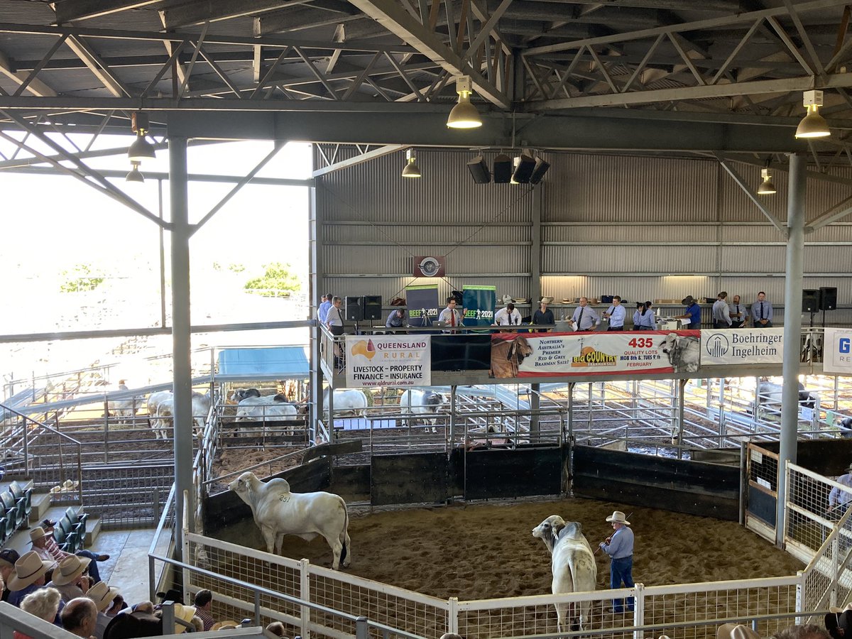 Pozzi182's tweet photo. Federal Minister for Agriculture David Littleproud launching Beef 2021 at the Big Country Brahman sale in Charters Towers. #commbankagribusiness https://t.co/E1RcZMtm4n