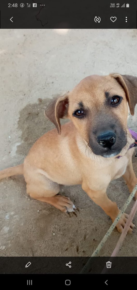 AcogeAUnAmigo's tweet photo. estas dos hermosuraa están buscando un hogar para toda la vid https://t.co/J0vBOHBdwd