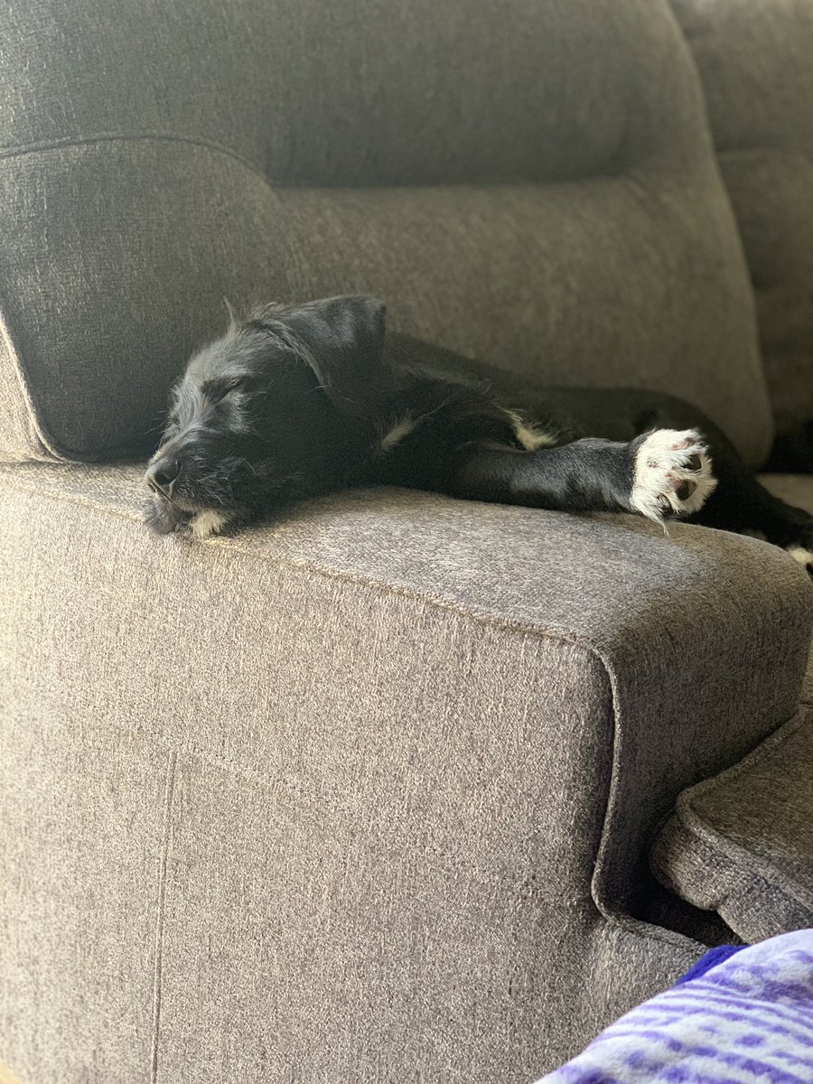 cherstinv's tweet photo. Hereโs a picture of my 4 month old puppy Mia sleeping to brighten up your day! @McWags_ #puppy #labterriermix https://t.co/4vI3m70dv0