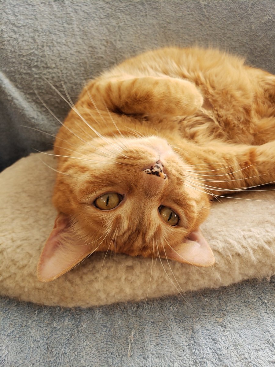 BreakingMeows's tweet image. Day #43: Orange cat with freckles
📷: worstevernightmare on tumblr, thanks for the request 🙏
Cat drawing request instructions in bio! 
#cat #catdrawing #cats #drawing #breakingmeows #ArtistOnTwitter #CatsOnTwitter #catsofinstagram #CatsOfTwitter #catstagram #catart