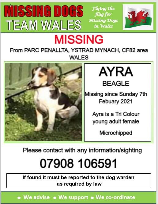 rosieDoc2's tweet photo. 🔺🔺 AYRA, #MISSING FROM PARC PENALTTA, #YSTRADMYNACH, #CF82 Area WALES.
❗❗ MISSING SINCE SUNDAY 7th FEBUARY 2021
❗❗ PLEASE WATCH OUT FOR AYRA & CALL NUMBER BELOW IF SEEN. Female #Beagle CHIPPED
https://t.co/OeSrQZcth3
@mazzy1412 @Anthony_Bailey_ @gelert01 @juliagarland73 https://t.co/wlQyarMK6L