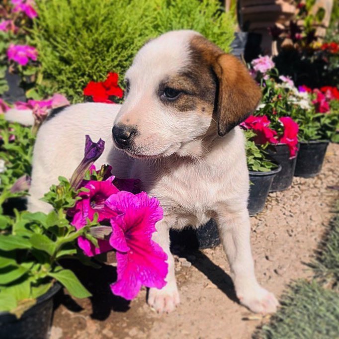 Esta hermosa patita está en adopción responsable. 🥰

Edad aproximada: 2 meses
Tamaño: mediano
Raza: mestiza
Sexo: hembra

Si te interesa adoptar, mándanos un mensaje.

SP_252