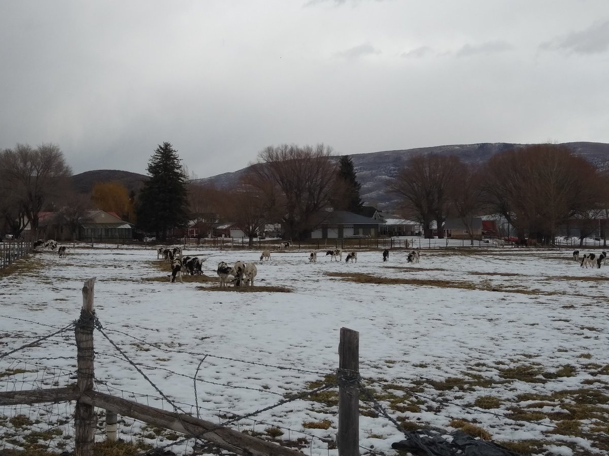 New podcast!! Listen in on hebervalleyartisancheese.com