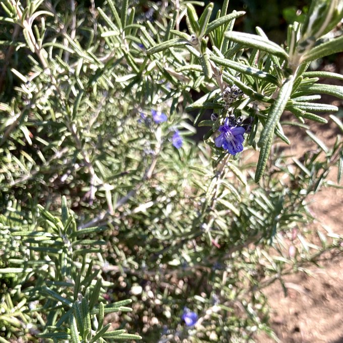 ローズマリーの花のtwitterイラスト検索結果