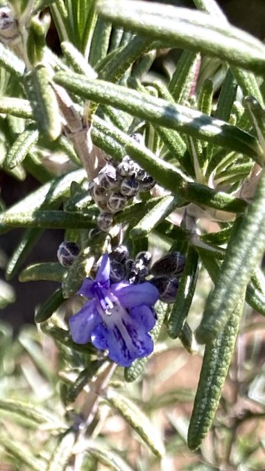 ローズマリーの花のtwitterイラスト検索結果