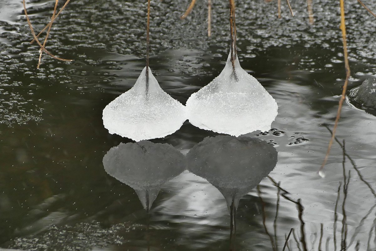 Opmerkelijk natuurverschijnsel: ijsklompen die hangen als klokken aan twijgen van een treurwilg vlak boven water. Als dit maar geen alarmklokken uit de natuur zelf zijn om met de komende ijsperiode mbt corona te onvoorzichtig te zijn...