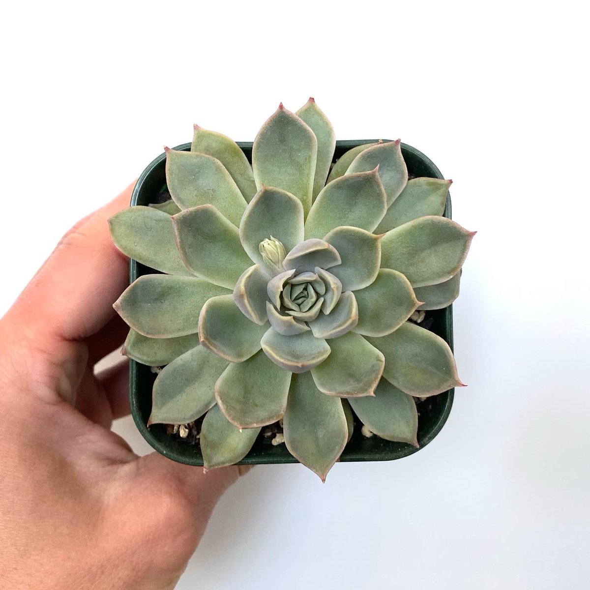 Tomozoo 本日の一株 Crassulaceae Echeveria Ponto Rosa ベンケイソウ科エケベリア属ポントローザ 本日の一株 Tomozoo エケベリア Echeveria 多肉植物 Succulent Plants Instagram T Co Pfhz8n8ksv T Co Cajh32y0cp