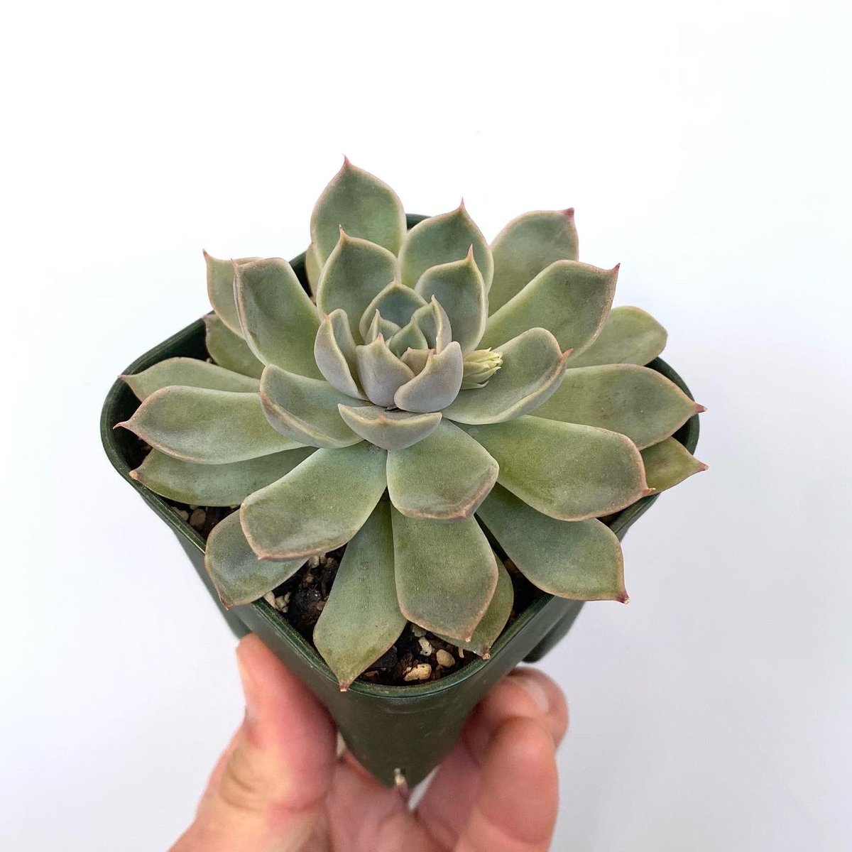 Tomozoo 本日の一株 Crassulaceae Echeveria Ponto Rosa ベンケイソウ科エケベリア属ポントローザ 本日の一株 Tomozoo エケベリア Echeveria 多肉植物 Succulent Plants Instagram T Co Pfhz8n8ksv T Co Cajh32y0cp
