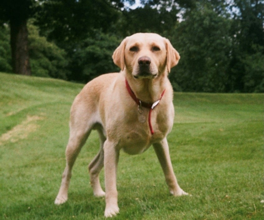 The_Animal_Team's tweet photo. Django is a 5yo yellow #Labrador #stolen near #Neasham in #Darlington on November 25, 2020. Anyone with information on his whereabouts is asked to contact PCSO Charlton on 101 quoting incident number 260 of November 27 or email Ashleighe.Charlton@durham.police.uk please. #dogs https://t.co/279XBWzgPH