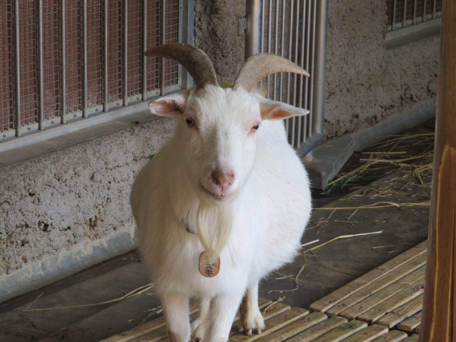 千葉市動物公園 公式 シバヤギの小豆ちゃん 食いしん坊さんで角が立派な女の子です ごはんの時にお口の中を見せてくれました シバヤギの歯が上には生えていないのがよくわかります これからも沢山食べて長生きしてね 本日で10歳のお誕生日を迎えまし