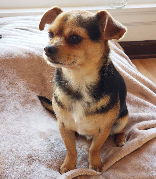 pilarbower's tweet photo. @heythereitslo_ @PoromaPant My baby's name is Churro! https://t.co/uE6FHReqEy