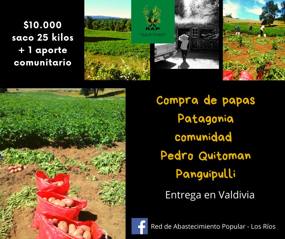 AsambleaComunal's tweet photo. Compra colectiva R.A.P. Sacos de 25 kilos: $10.000. La papa es producida por la comunidad mapuche Quintoman de Panguipulli. Inscríbete aquí: https://t.co/7Pt6QJHxzW
Una parte del dinero se destina para apoyar a campañas solidarias y ollas comunes asociadas a la R.A.P.
#Valdiviacl https://t.co/22YpfEYMu3