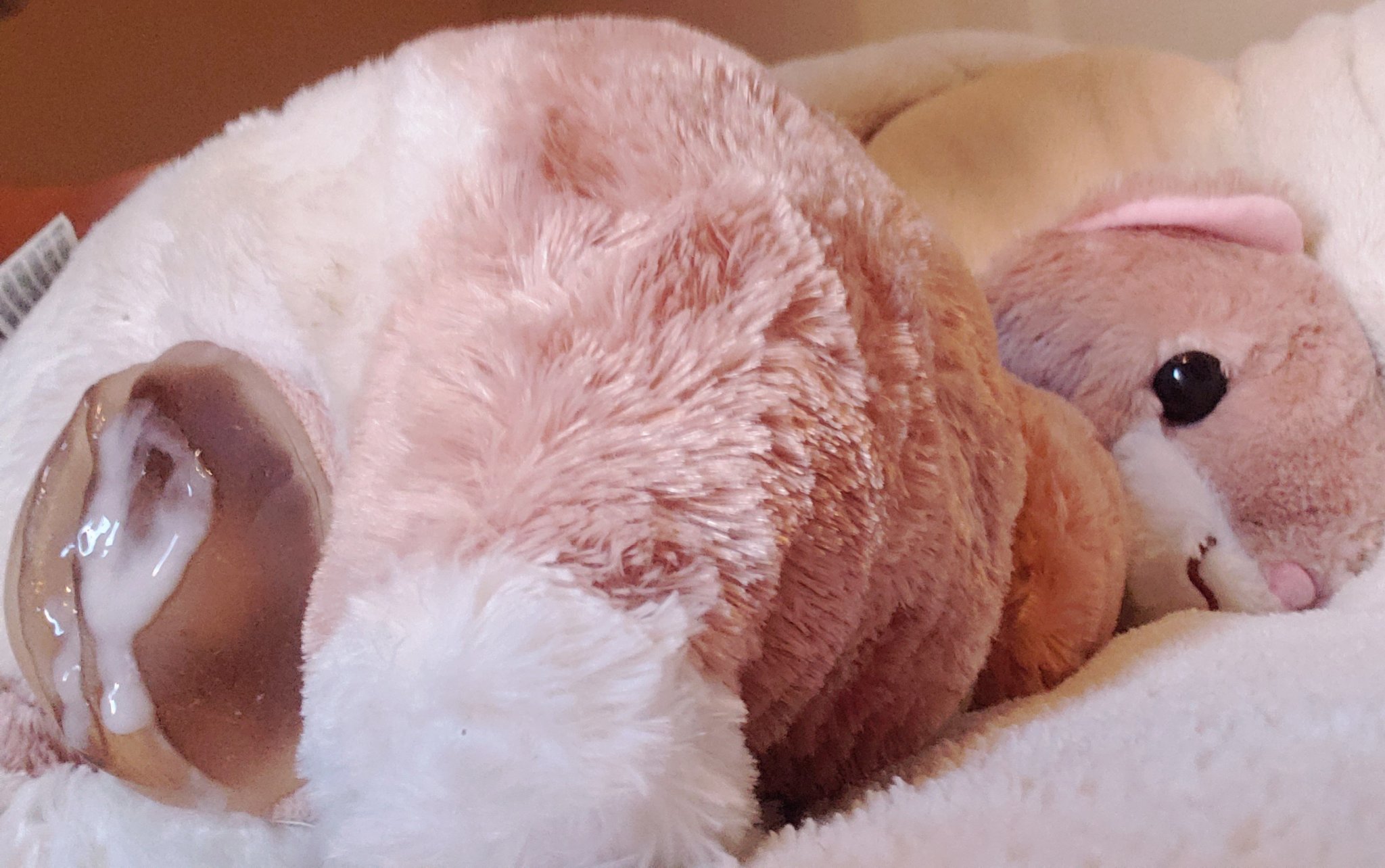 Plushibe on Twitter: 