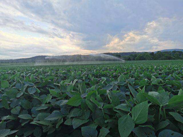 Some progress photos of a crop of our new variety, PBA Dominator being grown in Northern NSW.