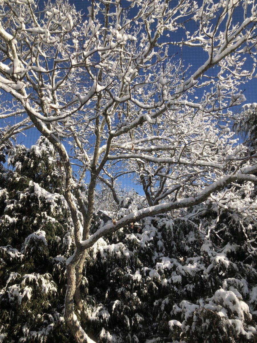 Hip_Silver's tweet photo. In light of the recent snowstorms,  we thought of this quote from Aristotle ”To appreciate the beauty of a snowflake, it is necessary to stand out in the cold.” Stand out and share, Silvers! #mondaymotivation #selflovejourney #hipsilver #ownyourage #agepositive #community https://t.co/wGdroxKqZi