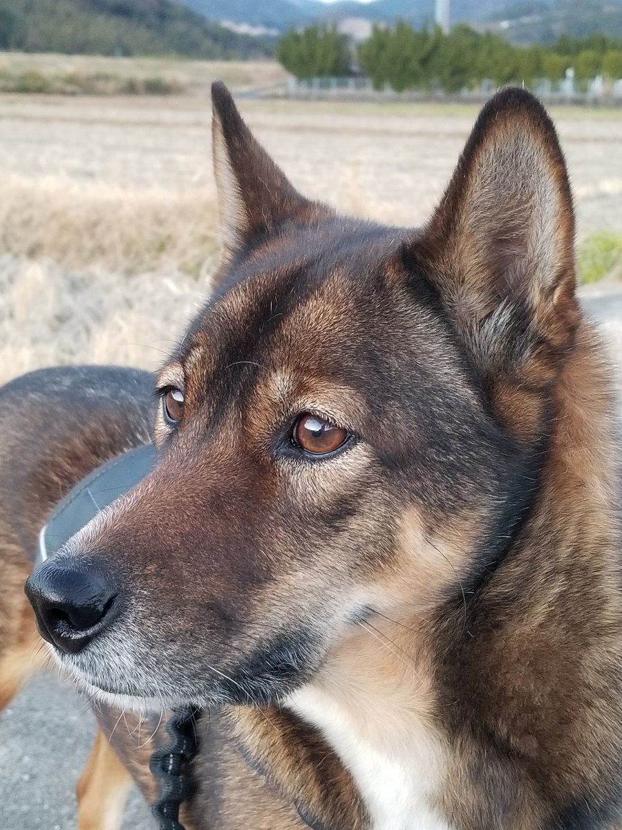 二種類の雑種犬