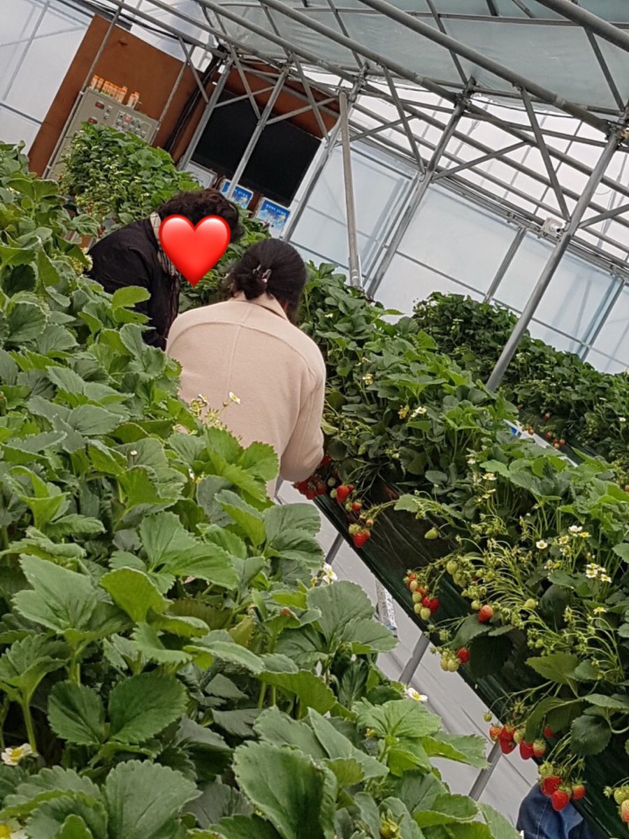 CWCIL_SEOUL's tweet image. 2019년에 진행한 공감체험(딸기농장) 사진 입니다~