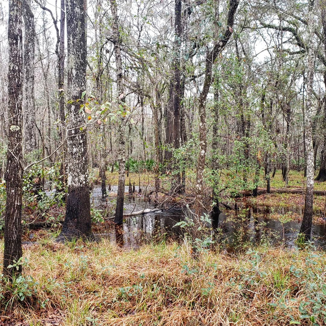 PaxsonScience's tweet image. Forget your stresses in the quiet, swampy woods of Florida 😌