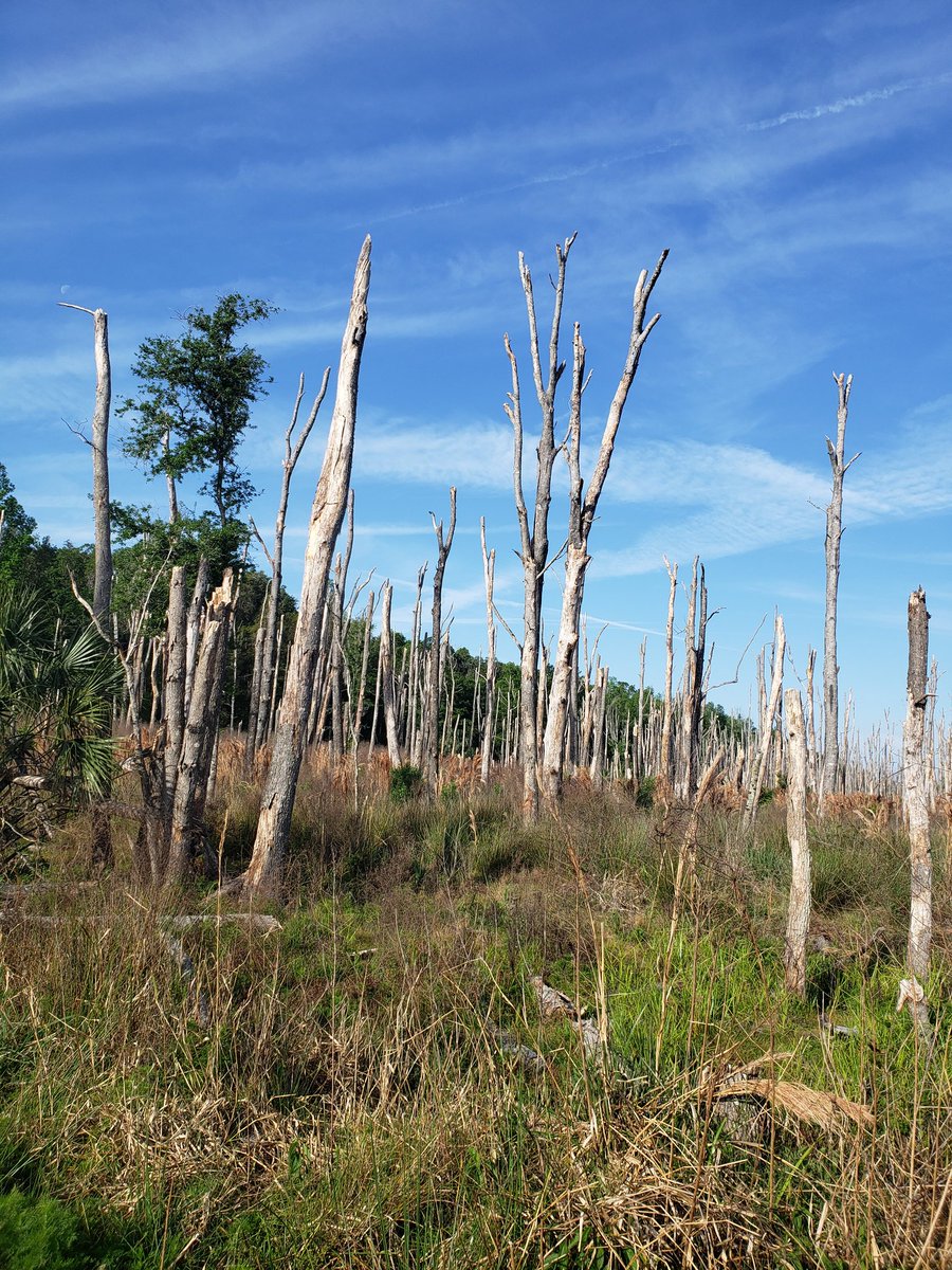 PaxsonScience's tweet image. Forget your stresses in the quiet, swampy woods of Florida 😌