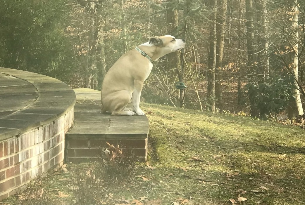 TurfMutt's tweet photo. The air is so fresh after it snows (and melts) and Mutt Mulligan is definitely enjoying some wonderful smells. Sometimes we need a mutt to remind us that our yards are the places where we can connect with nature and ourselves. #YardsConnectUs #LivingLandscapes https://t.co/AHMvRH5t1Q
