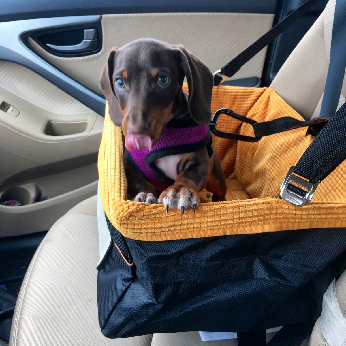 otto’s first ride in his car seat (october 27, 2016)