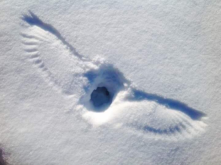 An owl obviously spotted something to eat even in the snow. They are wonderful creatures, but they don’t take prisoners!