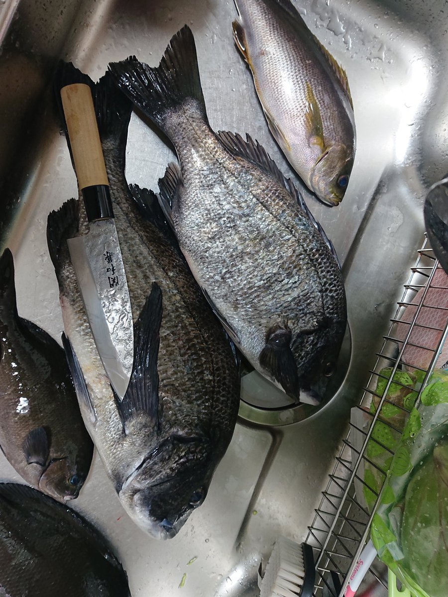 yesman0422's tweet photo. そういやこないだの釣果上げてなかった

黒鯛もグレも旬の季節で、脂ノリノリで美味しかったです。また食べたいです。 https://t.co/pol9Bkyldj