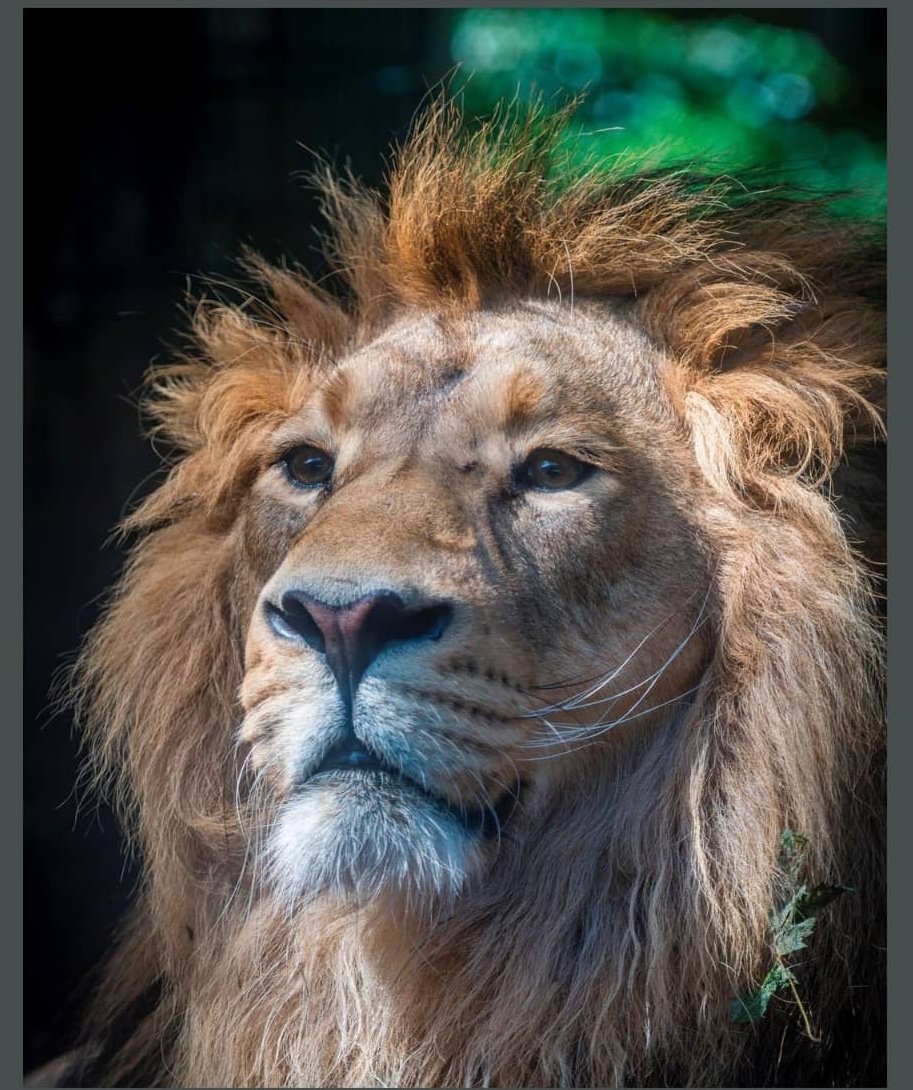 SamiraMousavi1's tweet photo. #savehirmanpersianlion
#savehirman
دلم در قفس جمهوری اسلامی همچون #هیرمان ، احساس اسارت می کند. کاش زمان آزادی هر دو ما از راه برسد. https://t.co/D1sxDXX3cM