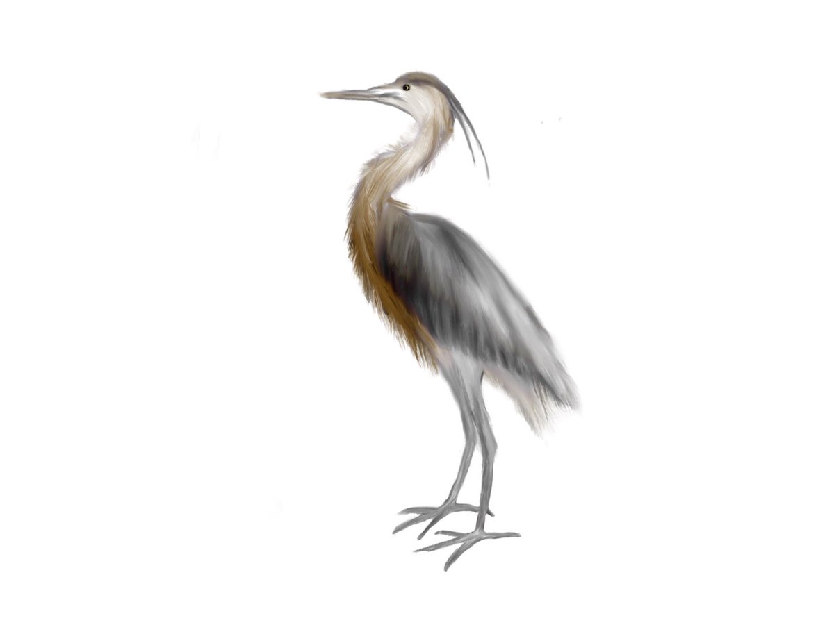 Excited to share this item from my #etsy shop: Great Blue Heron Watercolour Painting Print Bird Digital Download Bird Painting #birdartprint #walldecoration #birdpainting #birddigital #heron #heronwatercolor #birdwallart etsy.me/2Ol4nZq