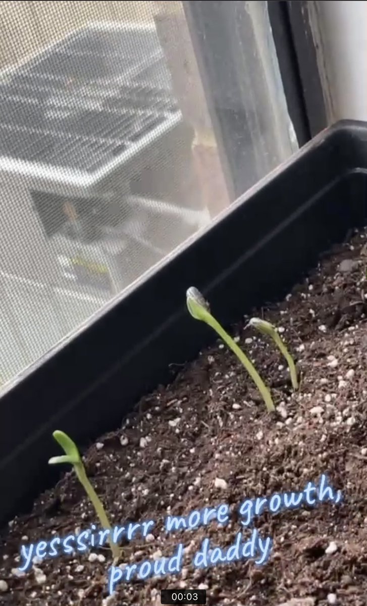 blackasthmatic's tweet photo. yes, i planted them too close to each other, but look at my plants’ growth! proud daddy! https://t.co/eMMduGeFjJ