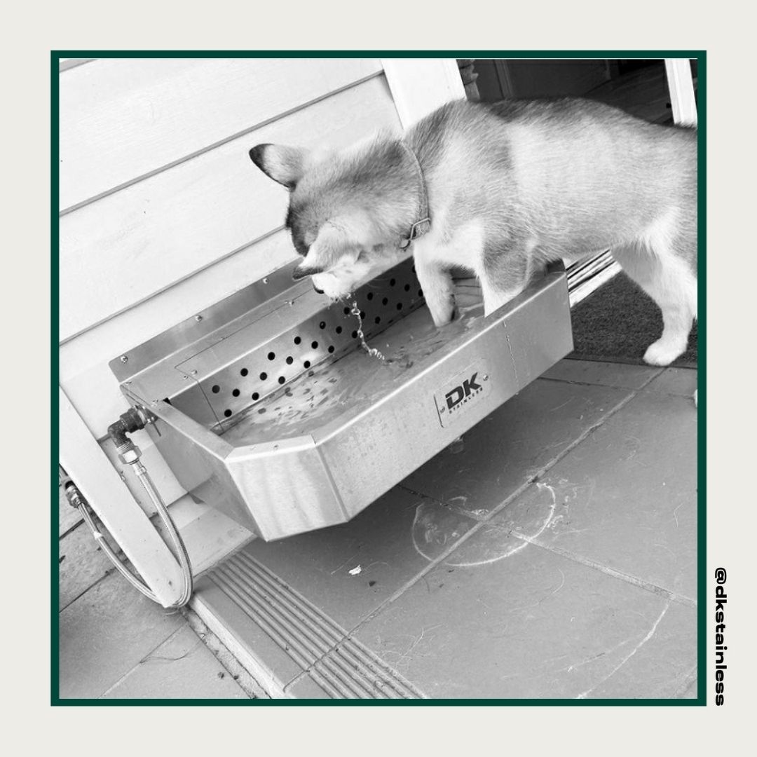DkStainless's tweet photo. Is your doggo digging for underwater treasures? 🐟
Check out our specially designed stainless steel lids!

https://t.co/8zCoRw4b1r
#dkstainless #petrehydrationstation #innovation #quality #precision #service #hydrate #water #stayhydrated #drinkwater #rehydration #waterbowl https://t.co/iTF3eyzHxg