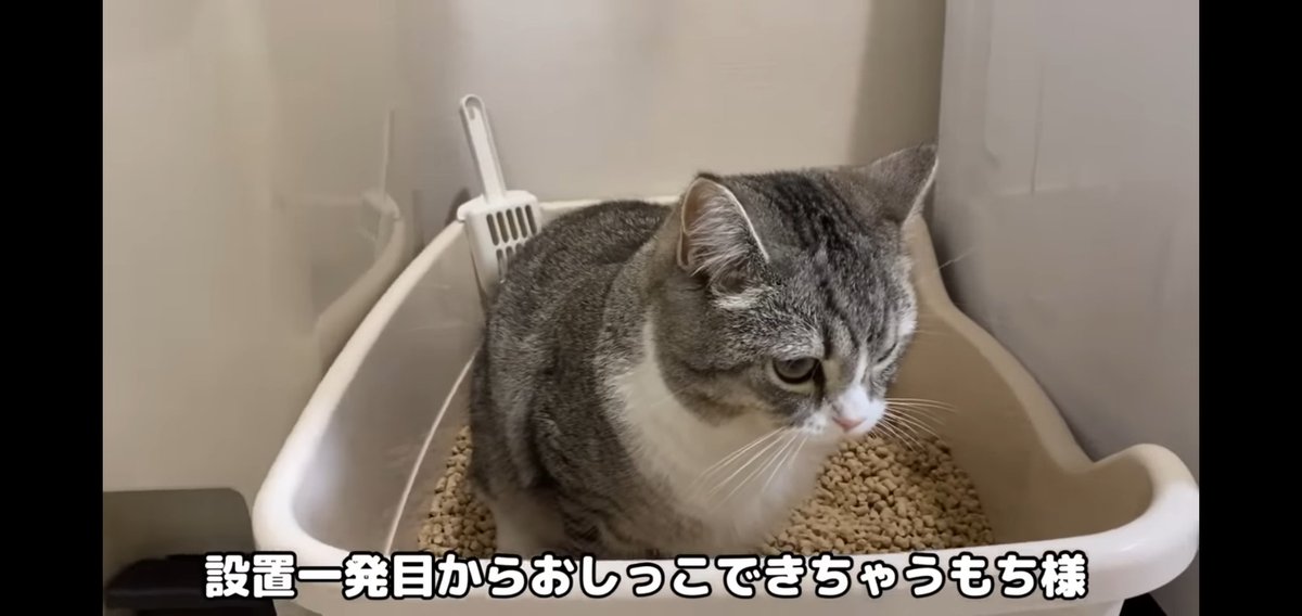 猫界の勝ち組もちまる様になりたいけどトイレシーンを世界中に配信され