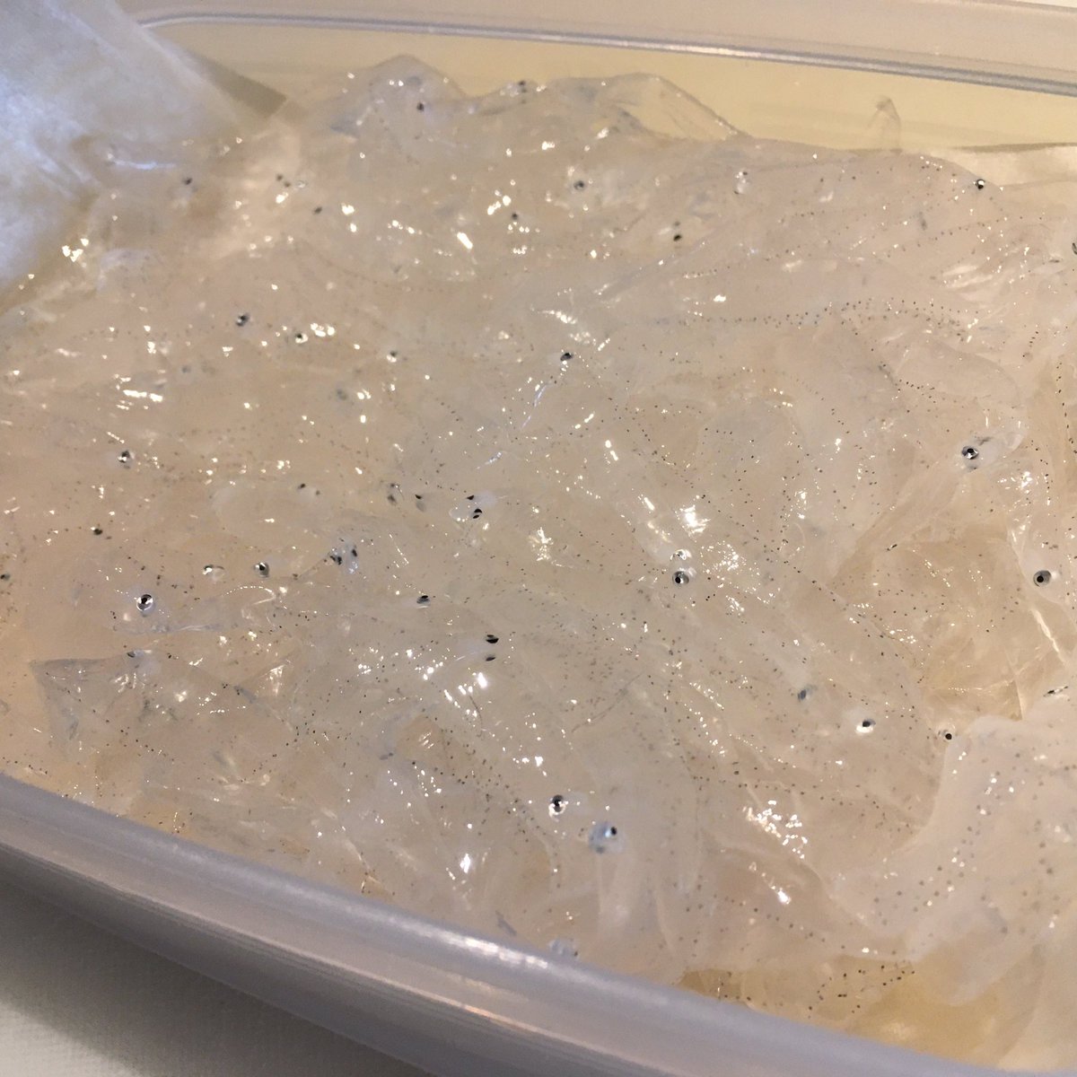 アナゴの稚魚 アナゴの稚魚