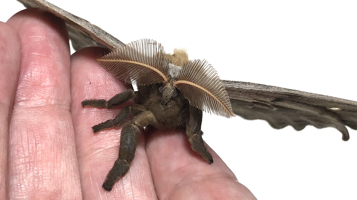 Strap in, I did not expect to meet this gentleman tonight! A little thread.  https://twitter.com/franzanth/status/1358990494324322304