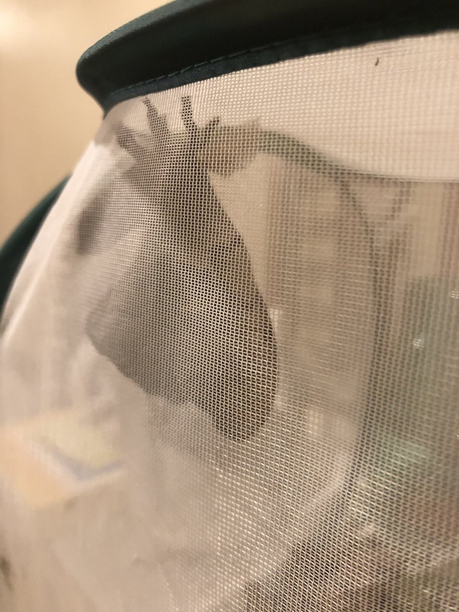 Tonight, I happened to look over my shoulder and OUR BOY HAD EMERGED AND I STILL CAN’T BELIEVE IT 