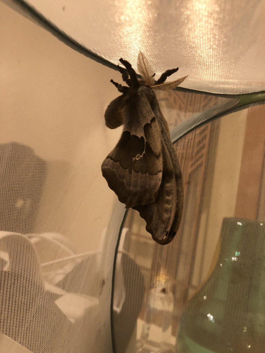 Tonight, I happened to look over my shoulder and OUR BOY HAD EMERGED AND I STILL CAN’T BELIEVE IT 