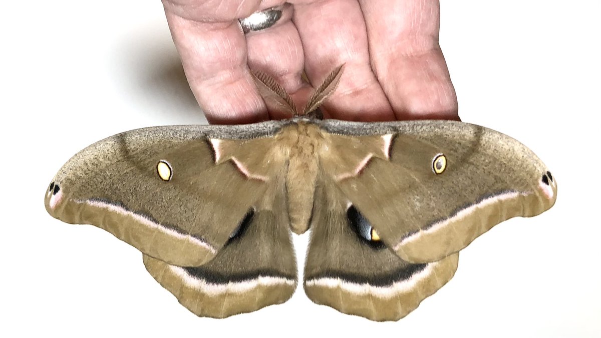 Just look at him. Antharaea polyphemus, one of our planet’s largest moths.