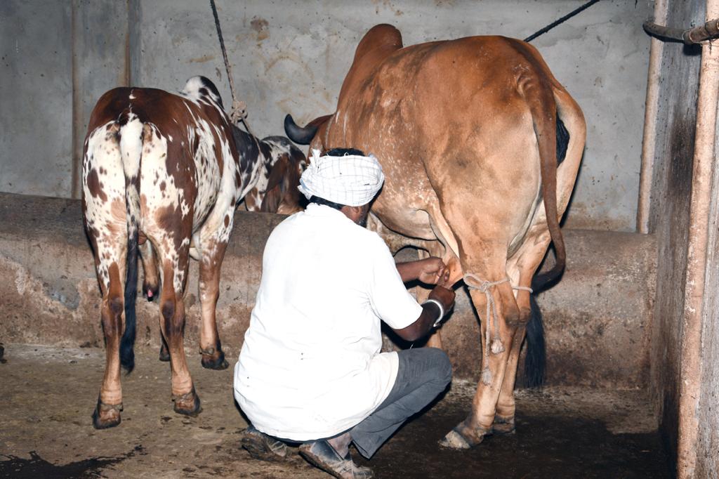 mpparimal's tweet photo. The #Gir cow is known for its high milk yield. Along with this, its milk and its products like Ghee are known to be anti-aging, anti-cancer &amp; contains components which are highly beneficial for several #health ailments like obesity, joint pain, arthritis etc. https://t.co/UQreaYs6Ef