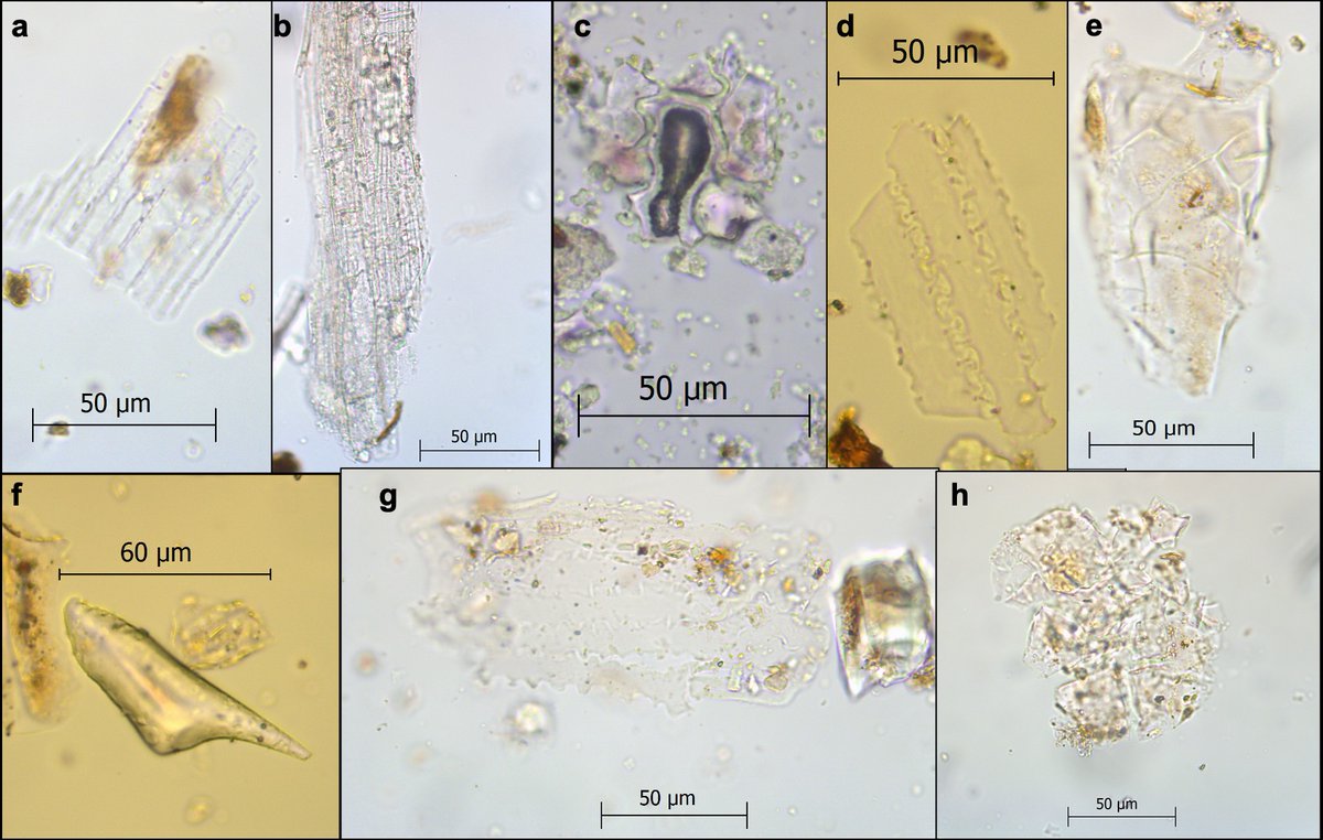 Phytoliths—silica structures that form in some plant cells—give use more microscopic clues of plant food in the diet, although the phytoliths we found only really tell us that people ate plenty of leafy material from monocot and dicot plants 11/