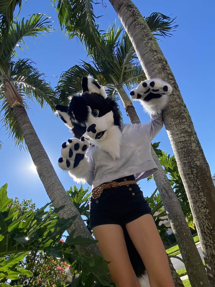 skyline_burst's tweet photo. We are selling my husband mascot costume. Comes with he@d/p@ws/t@il. Only worn a few times for only a few mins at a time. He is still basically brand new. He does not come with character rights so you’ll have to change a few things on him. We are wanting 1200 plus shipping. https://t.co/tCbBiQg4MC