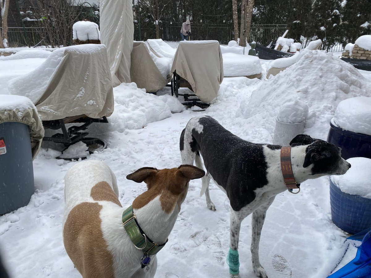 ferris4votes's tweet photo. We vote for our Dad who made us a track in the snow so we could chase each other and run laps in the yard.  

#vote #greyhoundsofinstagram #greyhoundsmakegreatpets #retiredracer #retiredgreyhound #adoptdontshop #lwvah #dogsinsnow #spoileddog @lwvahbg https://t.co/VxKiZkQcmH