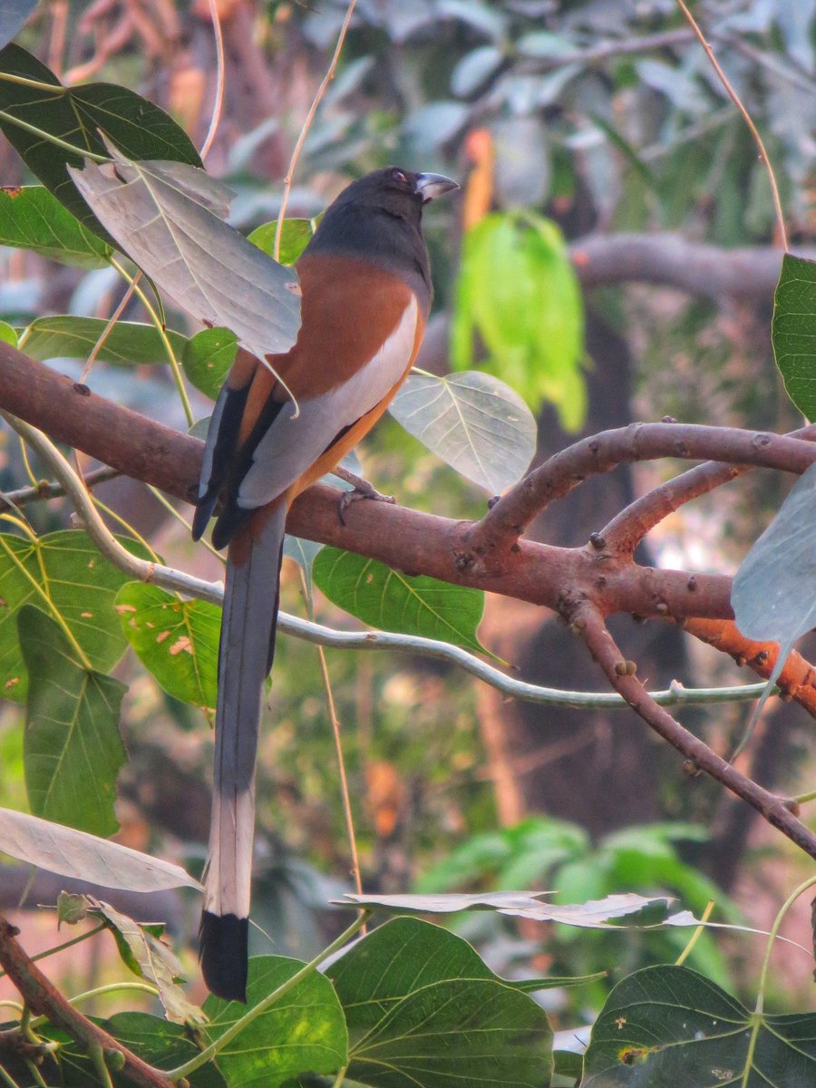 Rufous Treepie

#rufoustreepie #birdwatching #birder #birdie #birdphotography #birdsofinstagram #birds_adored #birdlover #birdstagram #nature #naturel #birdlife #birdsmatter  #nif #nifhive #urbanwildlife #wildlifelovers #explore #birdphotography