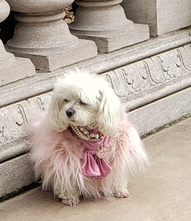 Help ZZ their way into the pages of Dogster or Catster Magazine and take home a $5,000 cash prize! If won Money will be donated to 1 or 2 rescues.
americasfavpet.com/2021/zz-733b