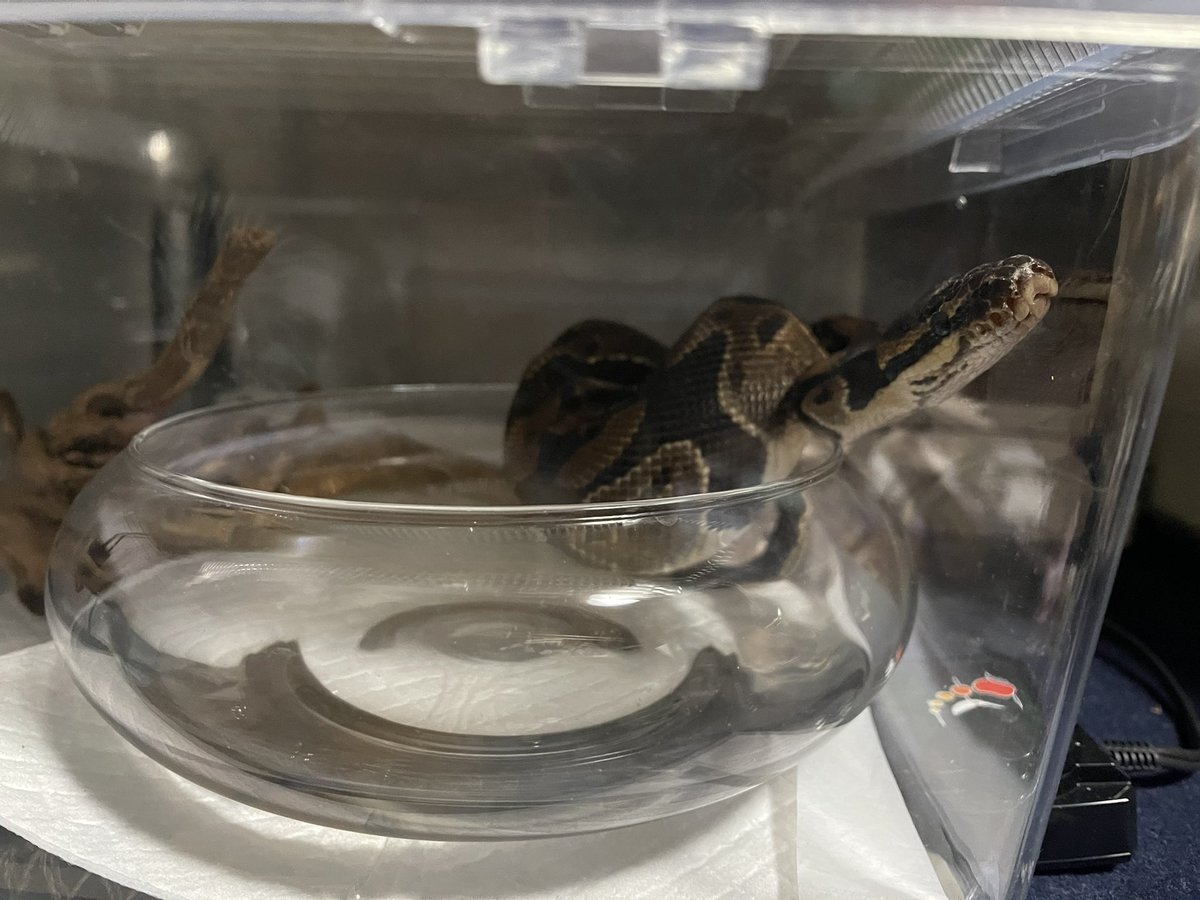 夢 そうそうこれが見たかった そして騰蛇よちがう そうじゃあない そうするなら水入れ入って 爬虫類好きさんと繋がりたい ボールパイソン コロ虹